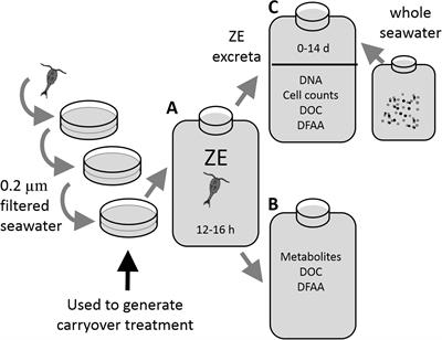 Migratory Zooplankton Excreta and Its Influence on Prokaryotic Communities